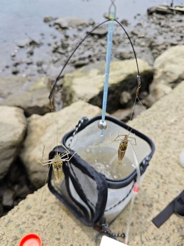 テナガエビの釣果