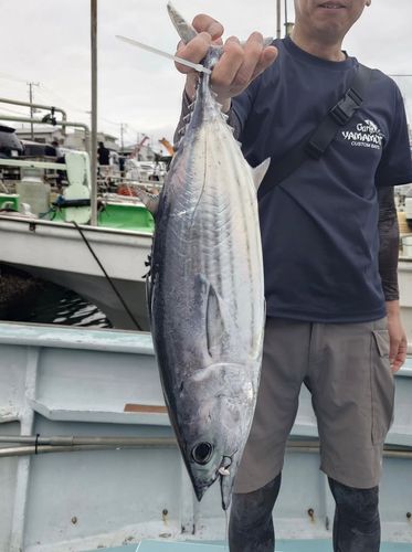 カツオの釣果