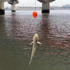 マハゼの釣果