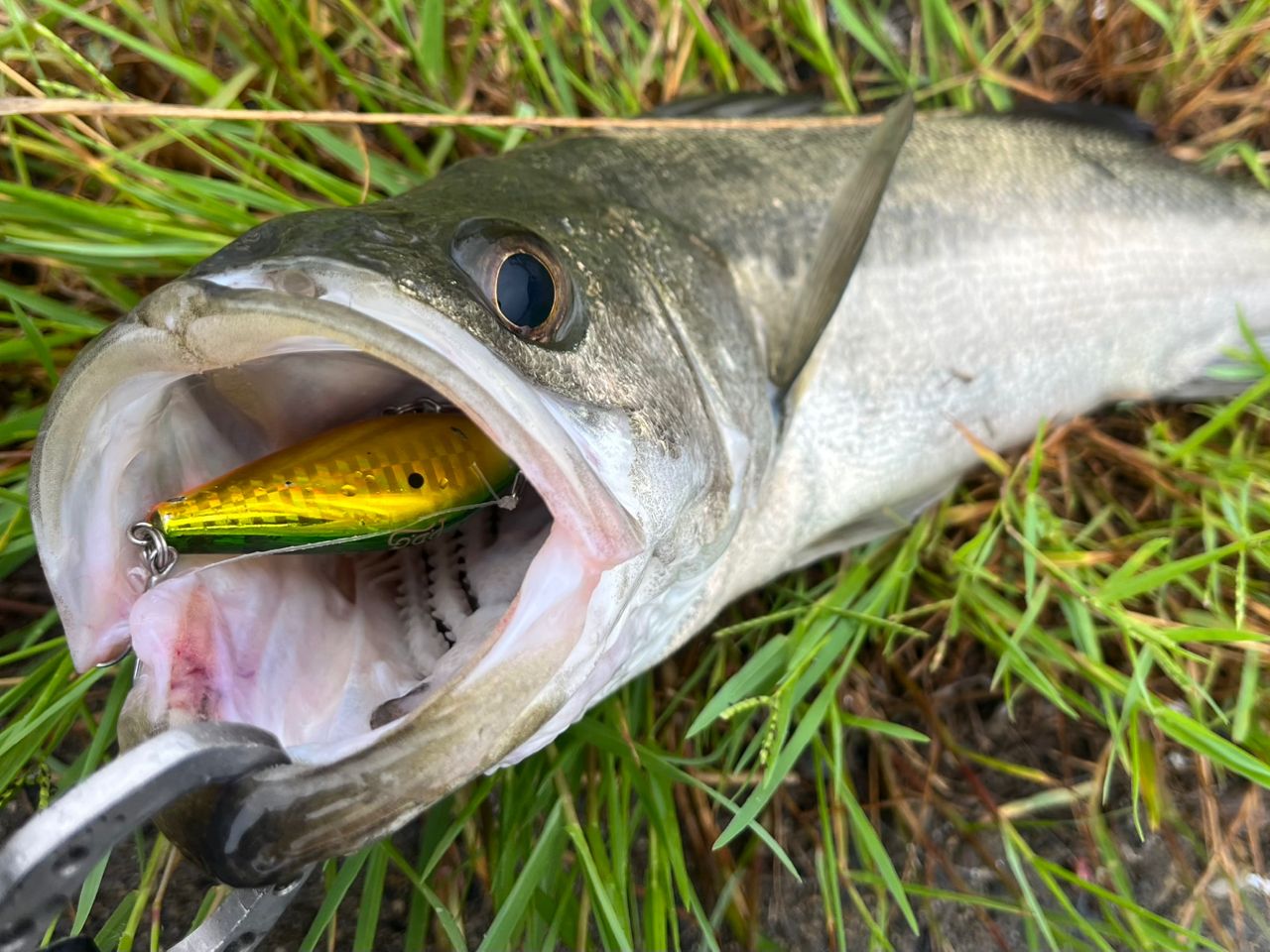 シーバスの釣果写真