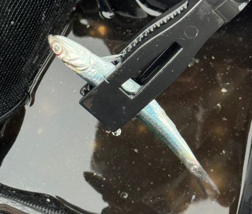 カタクチイワシの釣果