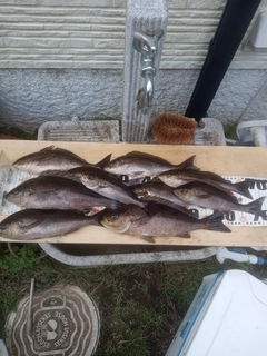 イサキの釣果