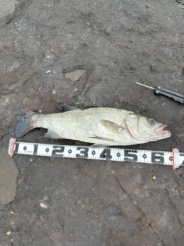 ヒラスズキの釣果