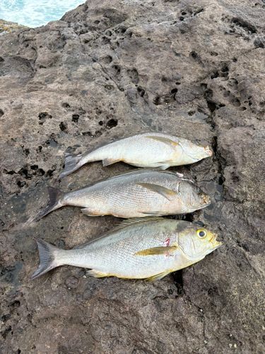 イサキの釣果