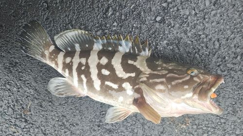 クエの釣果