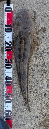 マゴチの釣果