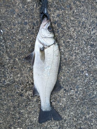ヒラスズキの釣果