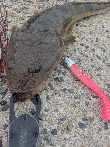 マゴチの釣果