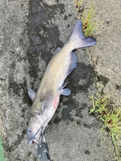 アメリカナマズの釣果