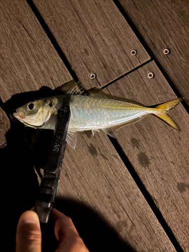 タコの釣果