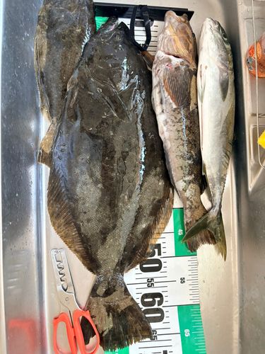 ヒラメの釣果