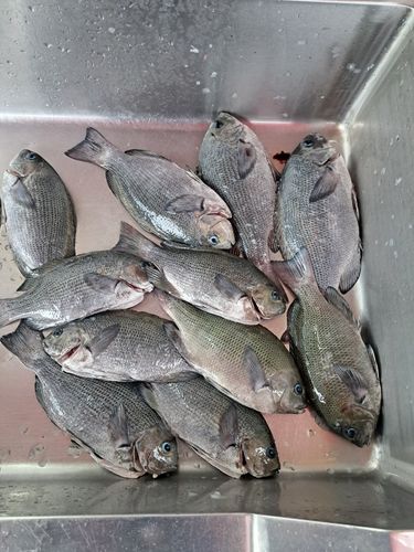 グレの釣果