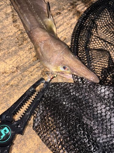 ハモの釣果