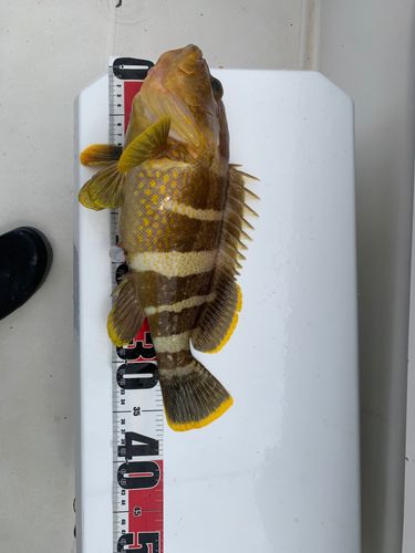 アオハタの釣果