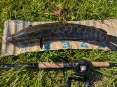 ライギョの釣果