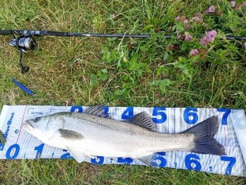 シーバスの釣果