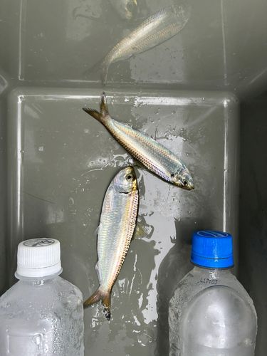 コノシロの釣果