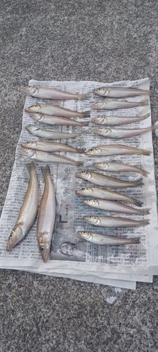 シロギスの釣果
