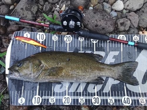 スモールマウスバスの釣果