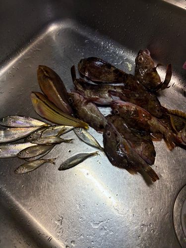 カサゴの釣果