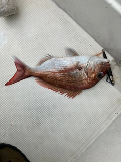 タイの釣果