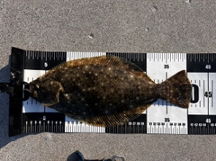 ヒラメの釣果