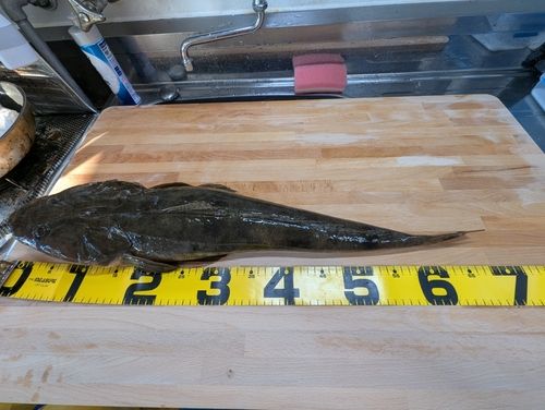 マゴチの釣果