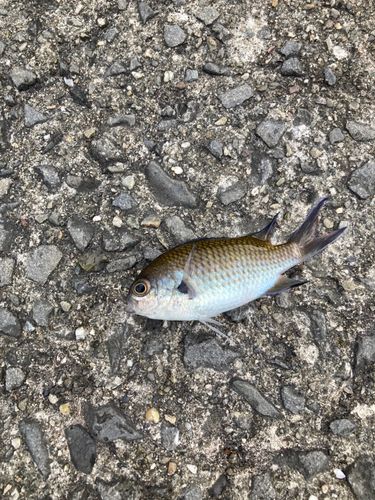 釣果