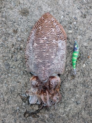 コウイカの釣果