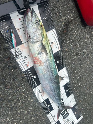 サゴシの釣果