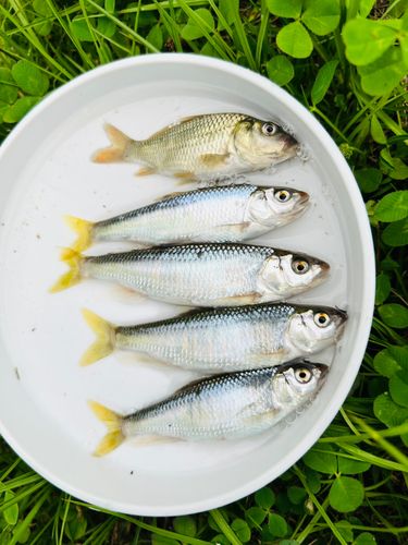 オイカワの釣果