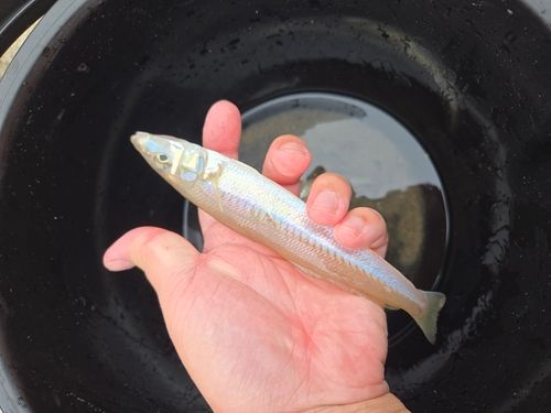 キスの釣果