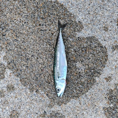 サバの釣果