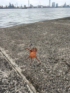タコの釣果