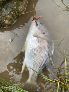 キビレの釣果