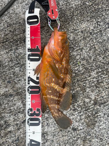 キジハタの釣果