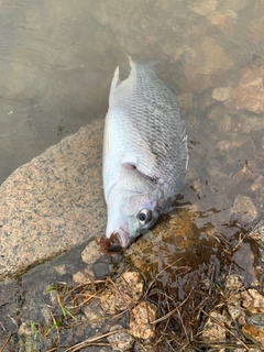 キビレの釣果