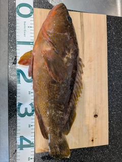 キジハタの釣果