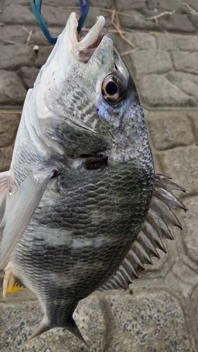 チヌの釣果