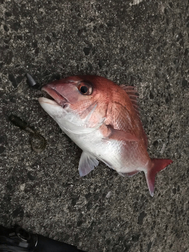 マダイの釣果