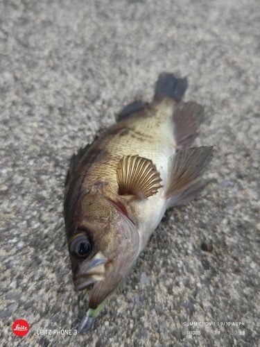 メバルの釣果