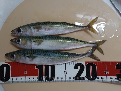 サバの釣果