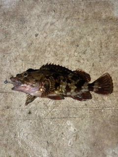 カサゴの釣果