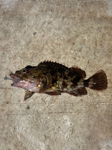 カサゴの釣果
