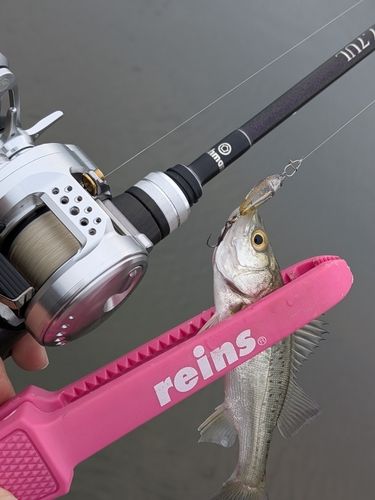 セイゴ（マルスズキ）の釣果