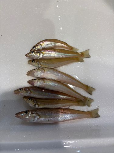 キスの釣果