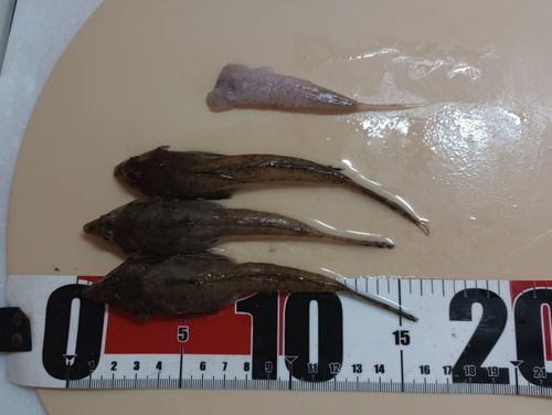 ネズミゴチの釣果