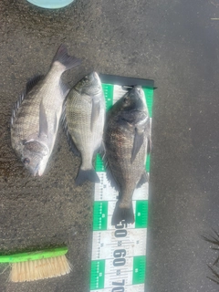 クロダイの釣果
