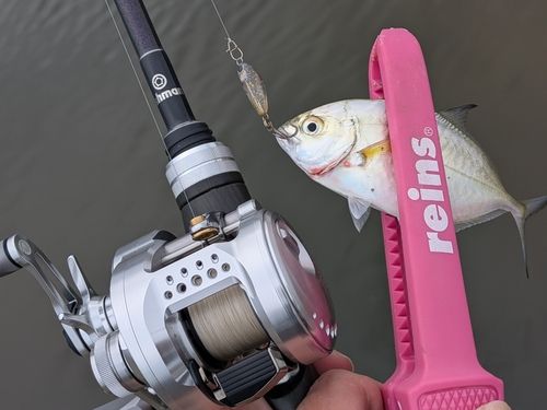 カスミアジの釣果
