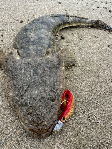 マゴチの釣果